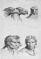 Somiglianze tra la testa di un