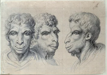 Studi di tre teste di uomini che richiamano la fisionomia del cammello. Disegno di Charles Le Brun (1619-1690), XVII secolo. Dimensioni: 0,22 x 0,32 m. Parigi, Museo del Louvre