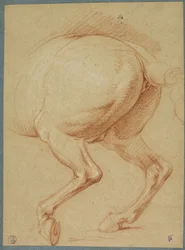 Le zampe posteriori di un cavallo