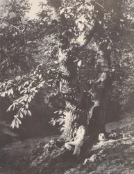 Uomo sdraiato ai piedi di un castagno, 1850-53