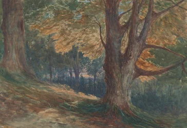 Alberi su una collina in un paesaggio boscoso