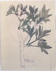 Sambuco, Walberswick, 1915