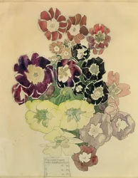 Poliantus, Walberswick, 1915