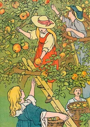 Raccolta della Frutta
