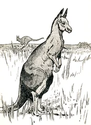 Il canguro, 1912