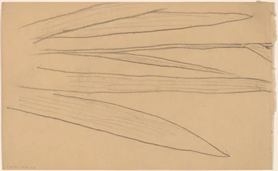 Studio di un fiore [verso]