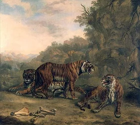Tigri in un paesaggio boscoso