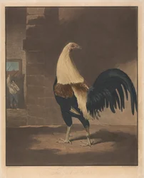 Combattimento di galli [una coppia]: 1. Il gallo con le piume