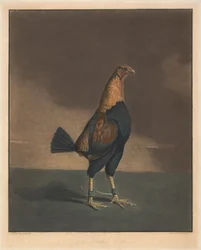 Combattimento di galli [una coppia]: 2. Il gallo spennato