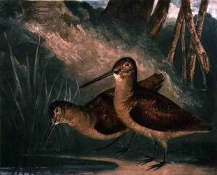 Beccacce, tavola 4 di „British Feather Game“, incisa dall