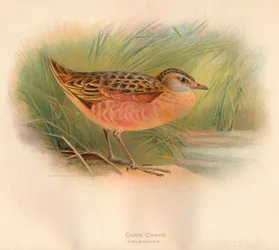 Cornacchia Crex pratensis, 1900