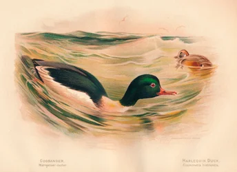 Smergo maggiore, Anatra arlecchino, 1900