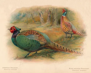 Fagiano giapponese Phasaianus versicolor, Fagiano dal collo anellato Phasaianus torquatus, 1900, 190