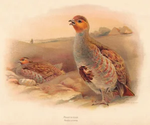 Pernice Perdix cinerea, 1900