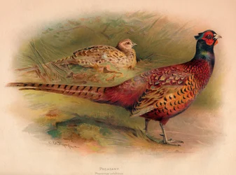 Fagiano Phasianus colchicus, 1900