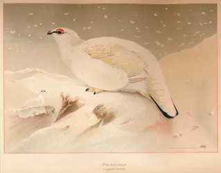 Pernice bianca Lagopus mutus, 1900