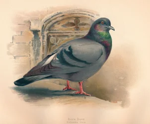 Colomba selvatica Columba livia, c1900