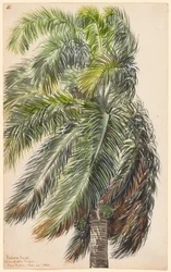 Palma Reale