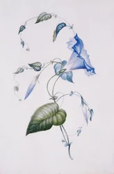 Convolvolo blu