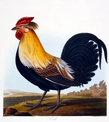 Gallo (Phasianus), inciso da Robert Havell Jr. (1793-1878), 1835