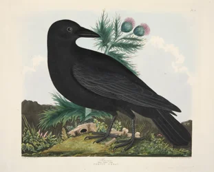 Corvo, Corvus Corai