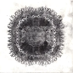Cellule Vegetali, 2019