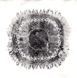 Cellule vegetali