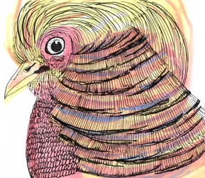 Uccello tropicale, 2018