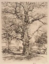 Wayside Inn Oaks in primavera