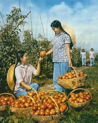 Produzione alimentare cinese: pomodori maturi
