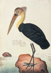Ardea Argala, da Disegni di Uccelli di Malacca, c.1805-18