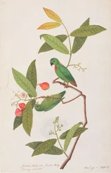 Pappagallo Appeso dalla Corona Blu, da Disegni di Uccelli di Malacca, c.1805-18