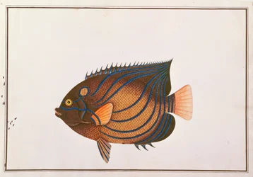 Pesce angelo dagli anelli blu, da Disegni di pesci di Malacca, c.1805-18