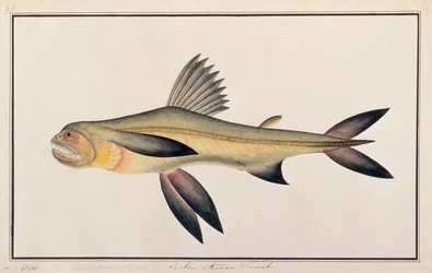 Bombay Duck, da Disegni di Pesci di Malacca, c.1805-18