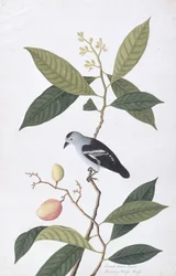 Booah Nawa Hawa, da Disegni di uccelli di Malacca, c.1805-18