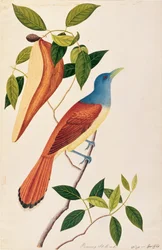 Boorong Seli-ah, da Disegni di uccelli di Malacca, c.1805-18