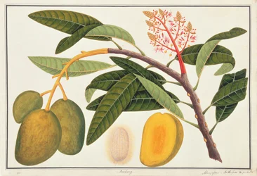 Buihang Mangifera, da Disegni di Piante di Malacca, c.1805-18