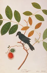 Drongo dal becco di corvo, da Disegni di uccelli di Malacca, c.1805-18