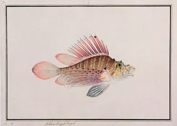 Eekan Linqah Singah, da Disegni di pesci di Malacca, c.1805-18