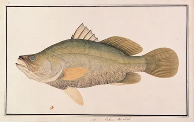 Pesce persico gigante, da Disegni di pesci di Malacca, c.1805-18