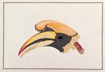Grande Bucero, da Disegni di uccelli di Malacca, c.1805-18