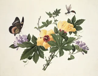 Ibisco e farfalla