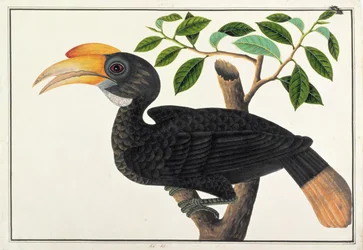 Ke-ke, da Disegni di uccelli di Malacca, c.1805-18