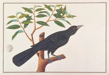 Koel, da Disegni di Uccelli di Malacca, c.1805-18