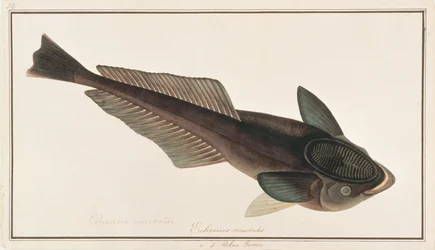 Pesce remora vivo, da Disegni di pesci di Malacca, c.1805-18