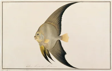Pesce Pipistrello dalle Pinne Lunghe, da Disegni di Pesci di Malacca, c.1805-18