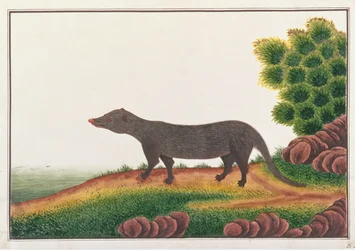 Mangusta, da Disegni di animali, insetti e rettili di Malacca, c.1805-18