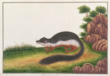 Scoiattolo di Prevost, da Disegni di animali, insetti e rettili di Malacca, c.1805-18