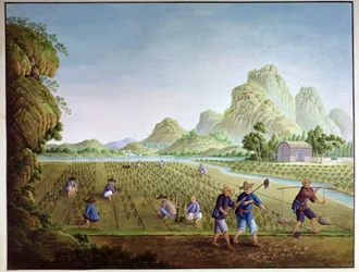 Coltivazione del riso in Cina, trapianto delle piante