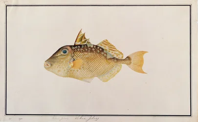 Pesce Balestra Stellato, da Disegni di Pesci di Malacca, c.1805-18